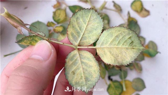 紅蜘蛛是月季花的天敵，有3種方法輕松消滅(圖1)