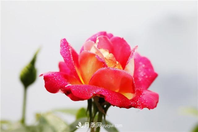 秋冬季節(jié)，月季花如何施肥和除蟲(chóng)(圖1)