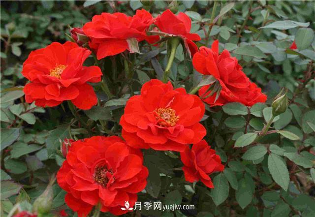 十月養(yǎng)月季，三個動作“虐一虐”，15天催新筍，綻放層疊群花(圖2)