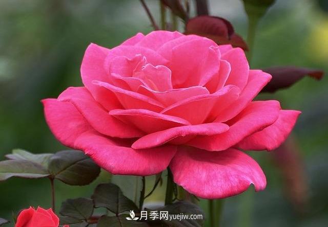 十月養(yǎng)月季，三個動作“虐一虐”，15天催新筍，綻放層疊群花(圖3)