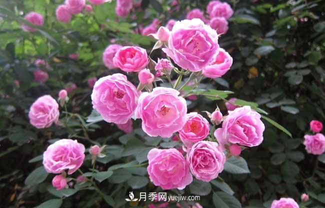 十月養(yǎng)月季，三個動作“虐一虐”，15天催新筍，綻放層疊群花(圖4)