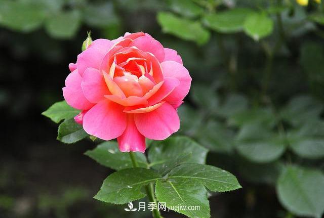 十月養(yǎng)月季，三個動作“虐一虐”，15天催新筍，綻放層疊群花(圖1)