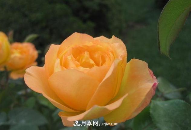 十月養(yǎng)月季，三個動作“虐一虐”，15天催新筍，綻放層疊群花(圖5)