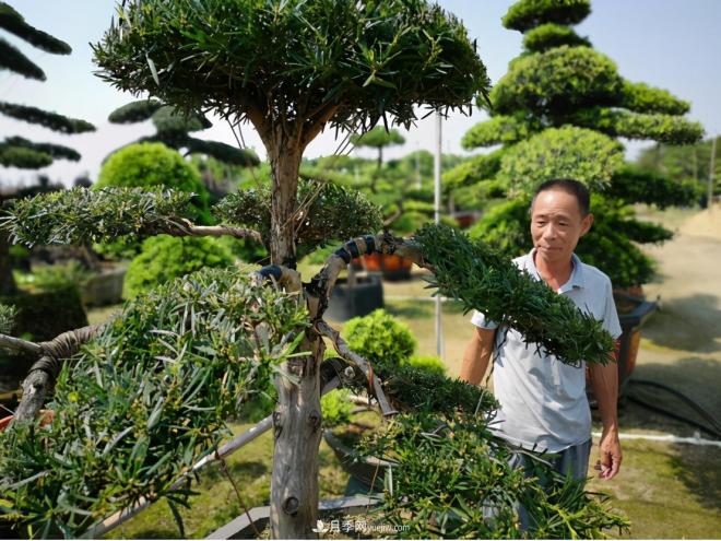 廣東省中山市橫欄鎮(zhèn)，這個(gè)3萬畝的花木之鄉(xiāng)，畝均年產(chǎn)值竟達(dá)10萬元(圖5)