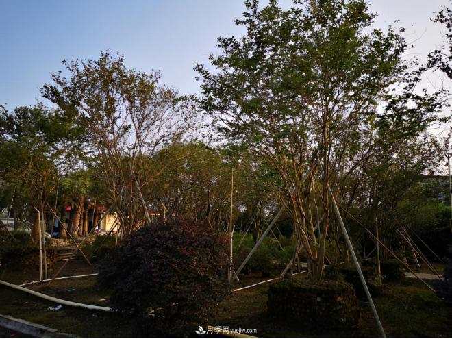 廣東省中山市橫欄鎮(zhèn)，這個(gè)3萬畝的花木之鄉(xiāng)，畝均年產(chǎn)值竟達(dá)10萬元(圖7)