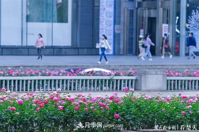 相約金秋，一場(chǎng)月季旋風(fēng)吹遍武漢漢陽(yáng)三鎮(zhèn)！氣場(chǎng)強(qiáng)大堪比春天(圖1)