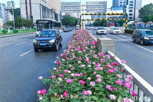相約金秋，一場(chǎng)月季旋風(fēng)吹遍武漢漢陽(yáng)三鎮(zhèn)！氣場(chǎng)強(qiáng)大堪比春天(圖3)