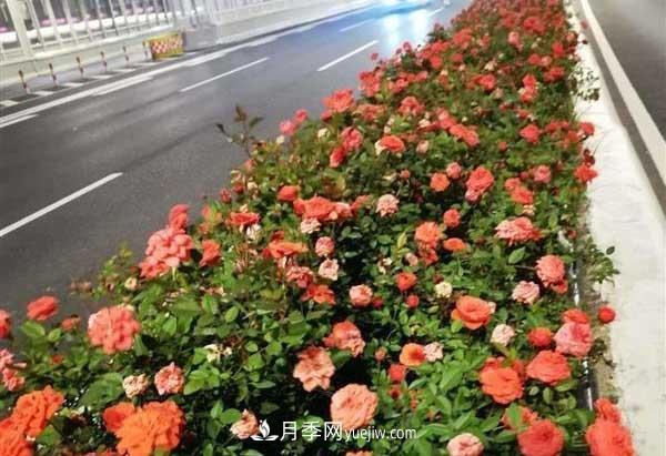 相約金秋，一場(chǎng)月季旋風(fēng)吹遍武漢漢陽(yáng)三鎮(zhèn)！氣場(chǎng)強(qiáng)大堪比春天(圖4)