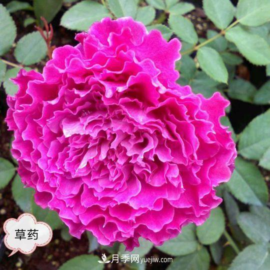 十月，月季栽種好時節(jié)，一堆月季小苗品種推薦(圖1)