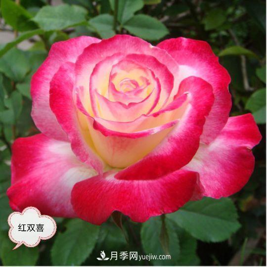 十月，月季栽種好時節(jié)，一堆月季小苗品種推薦(圖25)