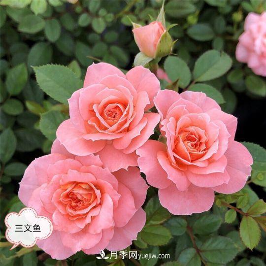 十月，月季栽種好時節(jié)，一堆月季小苗品種推薦(圖23)