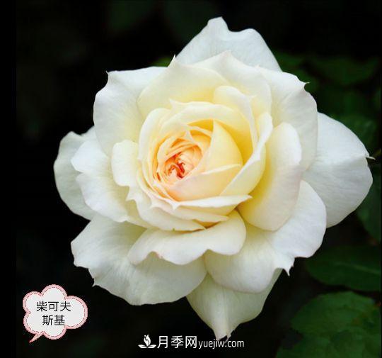 十月，月季栽種好時節(jié)，一堆月季小苗品種推薦(圖18)
