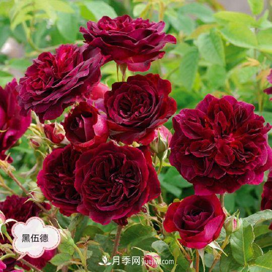 十月，月季栽種好時節(jié)，一堆月季小苗品種推薦(圖15)