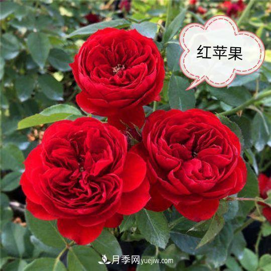 十月，月季栽種好時節(jié)，一堆月季小苗品種推薦(圖4)