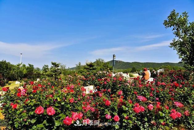 萊州月季之都，***浪漫的月季花海！看這里！(圖1)
