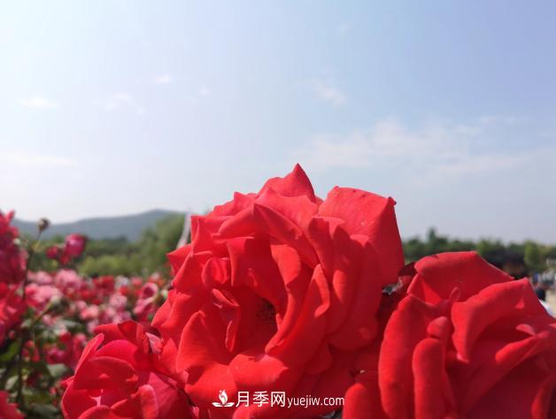 萊州月季之都，***浪漫的月季花海！看這里！(圖2)