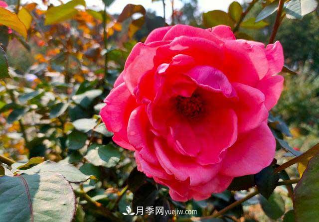 《七絕·月季花》月月飄香月月紅，丹葩弄影笑秋風(圖1)