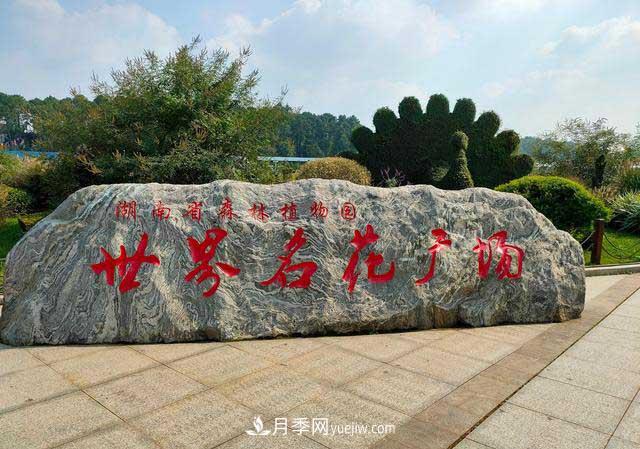 《七絕·月季花》月月飄香月月紅，丹葩弄影笑秋風(圖2)