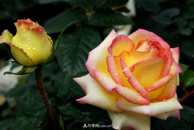 陽臺養(yǎng)好月季花技巧，秋天也能有滿滿收獲(圖1)