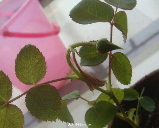陽臺養(yǎng)好月季花技巧，秋天也能有滿滿收獲(圖3)