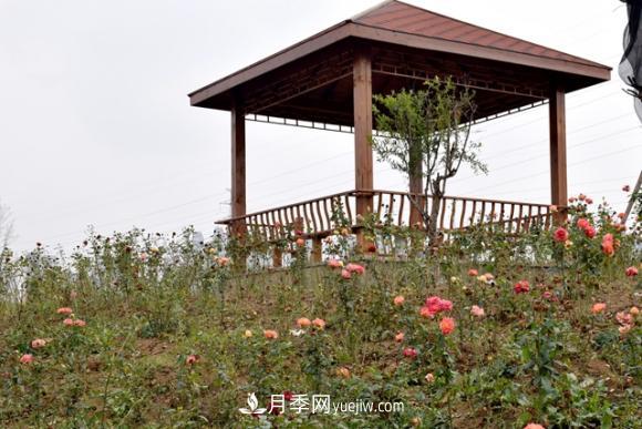 美若仙境！山東滕州市北辛街道這片醉人的月季花海等你來看(圖2)