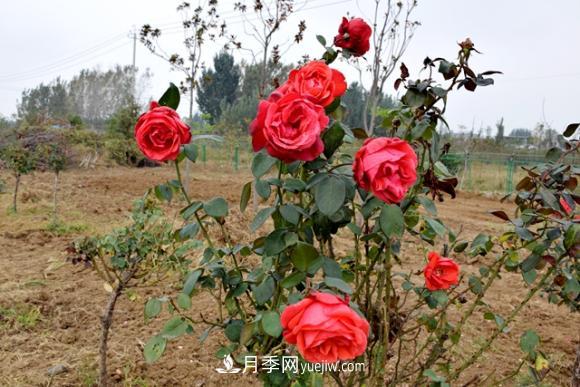 美若仙境！山東滕州市北辛街道這片醉人的月季花海等你來看(圖3)