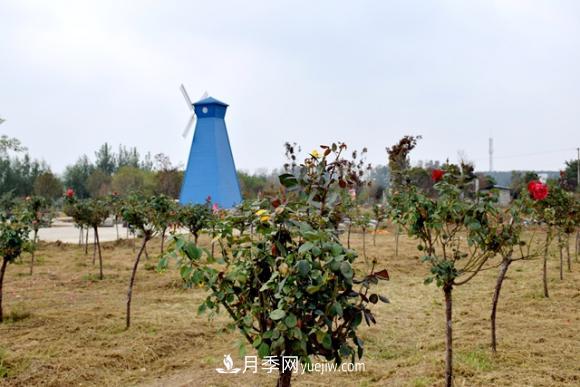 美若仙境！山東滕州市北辛街道這片醉人的月季花海等你來看(圖4)