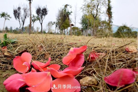 美若仙境！山東滕州市北辛街道這片醉人的月季花海等你來看(圖6)