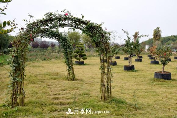美若仙境！山東滕州市北辛街道這片醉人的月季花海等你來看(圖8)