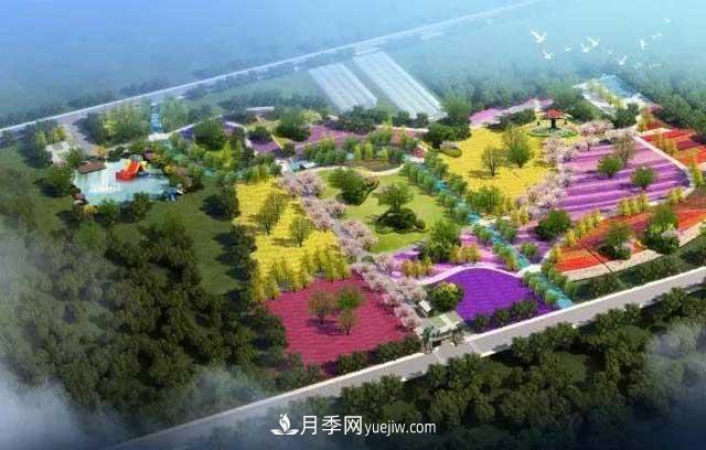 山東滕州北辛街道建成一座月季花海，總占地100畝真漂亮！(圖1)