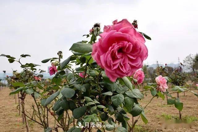 山東滕州北辛街道建成一座月季花海，總占地100畝真漂亮！(圖5)