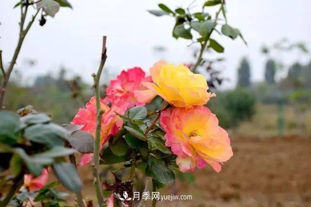 山東滕州北辛街道建成一座月季花海，總占地100畝真漂亮！(圖4)