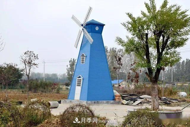 山東滕州北辛街道建成一座月季花海，總占地100畝真漂亮！(圖2)