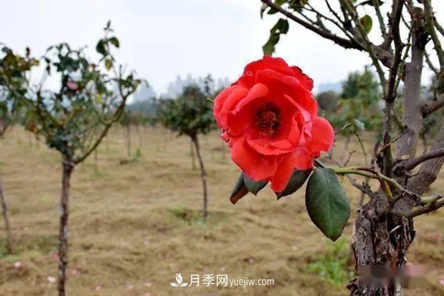 山東滕州北辛街道建成一座月季花海，總占地100畝真漂亮！(圖6)