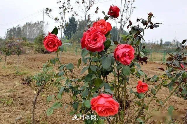 山東滕州北辛街道建成一座月季花海，總占地100畝真漂亮！(圖7)