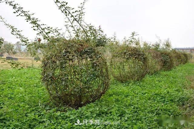 山東滕州北辛街道建成一座月季花海，總占地100畝真漂亮！(圖8)