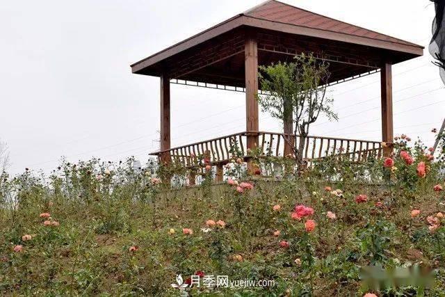 山東滕州北辛街道建成一座月季花海，總占地100畝真漂亮！(圖10)