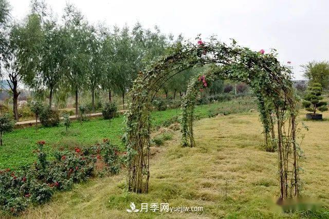 山東滕州北辛街道建成一座月季花海，總占地100畝真漂亮！(圖9)