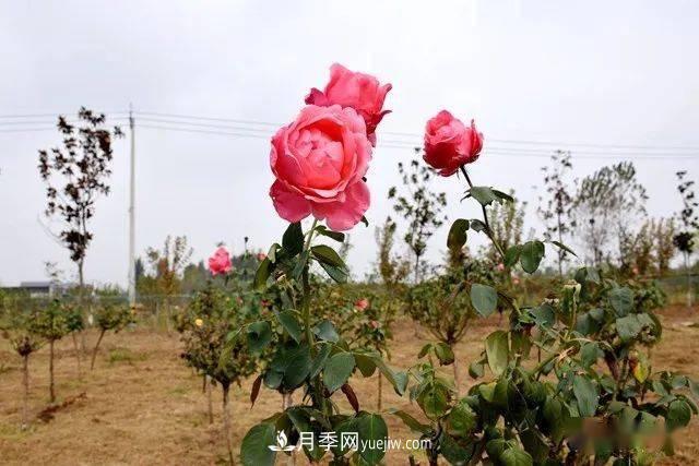 山東滕州北辛街道建成一座月季花海，總占地100畝真漂亮！(圖15)