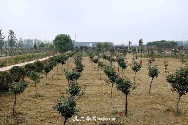 山東滕州北辛街道建成一座月季花海，總占地100畝真漂亮！(圖14)