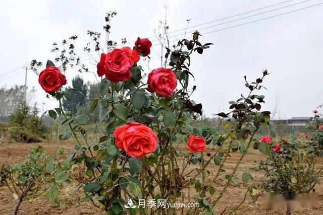 山東滕州北辛街道建成一座月季花海，總占地100畝真漂亮！(圖13)