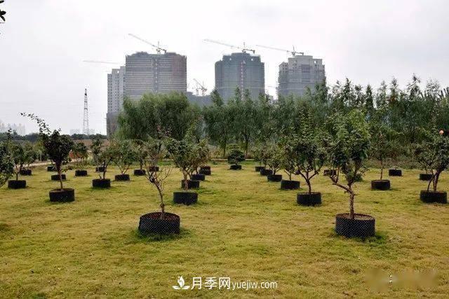 山東滕州北辛街道建成一座月季花海，總占地100畝真漂亮！(圖16)