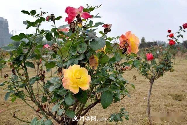 山東滕州北辛街道建成一座月季花海，總占地100畝真漂亮！(圖12)