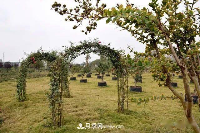 山東滕州北辛街道建成一座月季花海，總占地100畝真漂亮！(圖17)