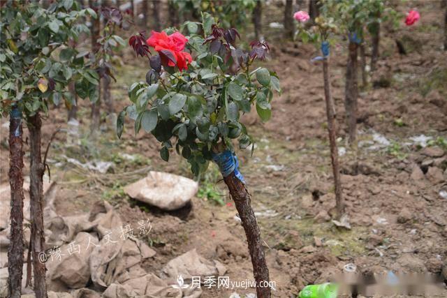 收來的月季老樁15塊錢一棵，枯死只能當(dāng)柴火，走進南陽內(nèi)鄉(xiāng)樹形月季園(圖2)