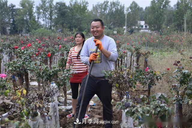 收來的月季老樁15塊錢一棵，枯死只能當(dāng)柴火，走進南陽內(nèi)鄉(xiāng)樹形月季園(圖1)