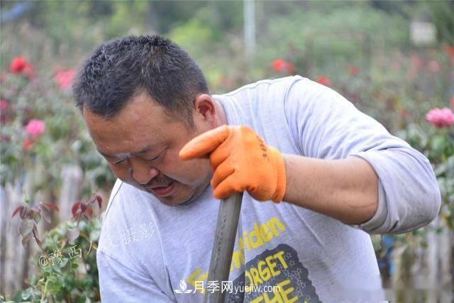 收來的月季老樁15塊錢一棵，枯死只能當(dāng)柴火，走進南陽內(nèi)鄉(xiāng)樹形月季園(圖7)