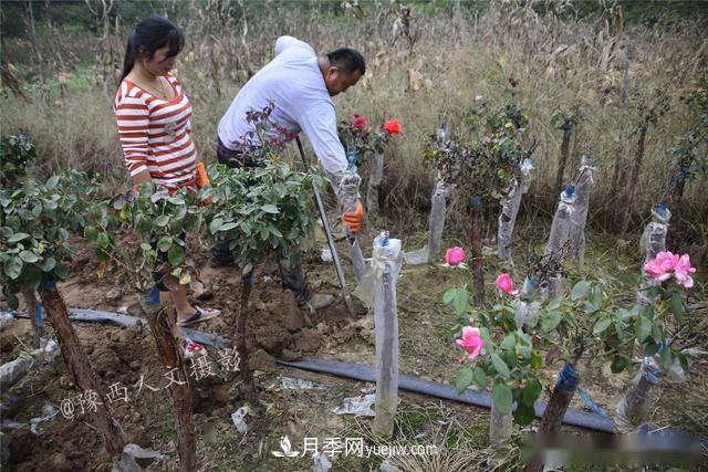 收來的月季老樁15塊錢一棵，枯死只能當(dāng)柴火，走進南陽內(nèi)鄉(xiāng)樹形月季園(圖4)