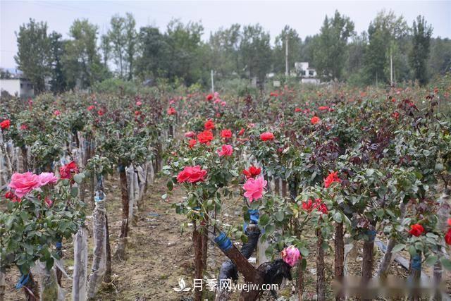 收來的月季老樁15塊錢一棵，枯死只能當(dāng)柴火，走進南陽內(nèi)鄉(xiāng)樹形月季園(圖8)