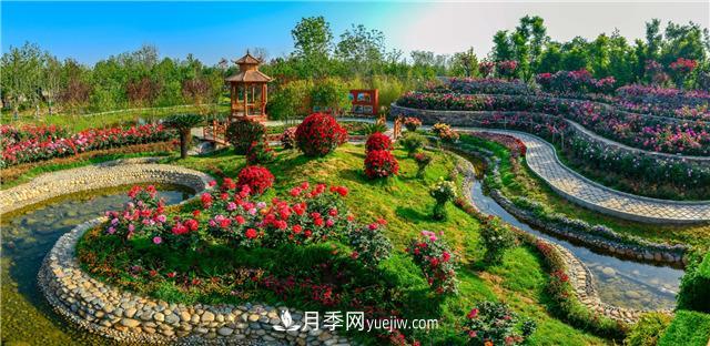 河南南陽(yáng)：香飄中國(guó)月季之鄉(xiāng) 美麗盆地花海如潮(圖1)